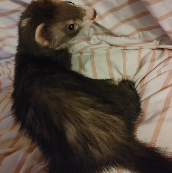 Charcoal sketches of you or your pet! - Picture 2 of 5